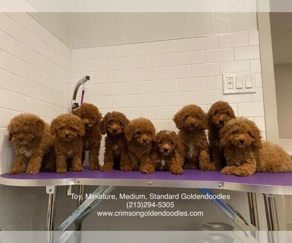 Medium Photo #14  Breeder Profile in BREA, CA, USA