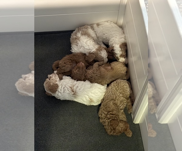 Medium Photo #3  Breeder Profile in HARRINGTON, DE, USA