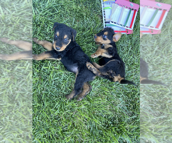 Medium Photo #1  Breeder Profile in GALT, CA, USA