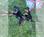 Small breeder photo
