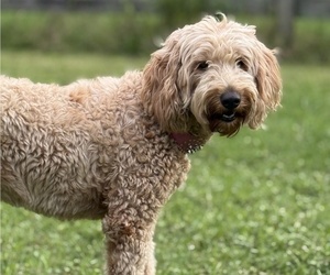Goldendoodle (Miniature) Dog Breeder near SARASOTA, FL, USA