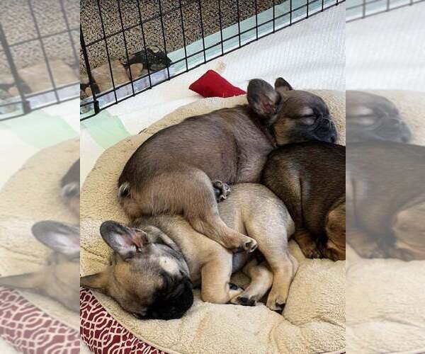 Medium Photo #8  Breeder Profile in BARK RIVER, MI, USA