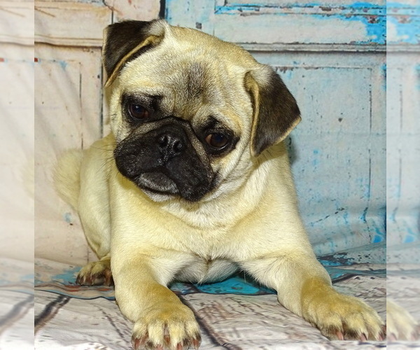 Medium Photo #7  Breeder Profile in SALINA, KS, USA