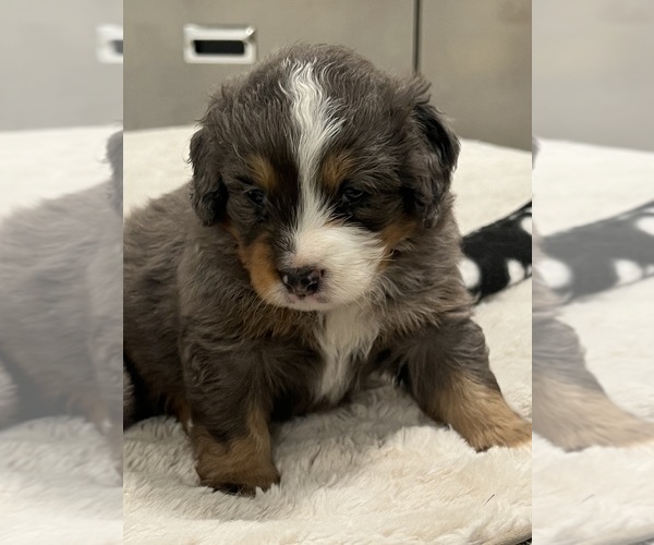 Medium Photo #2  Breeder Profile in SALUDA, SC, USA