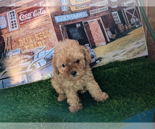 Medium Photo #1  Breeder Profile in COMANCHE, OK, USA