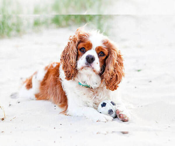 Medium Photo #1  Breeder Profile in ATTLEBORO, MA, USA