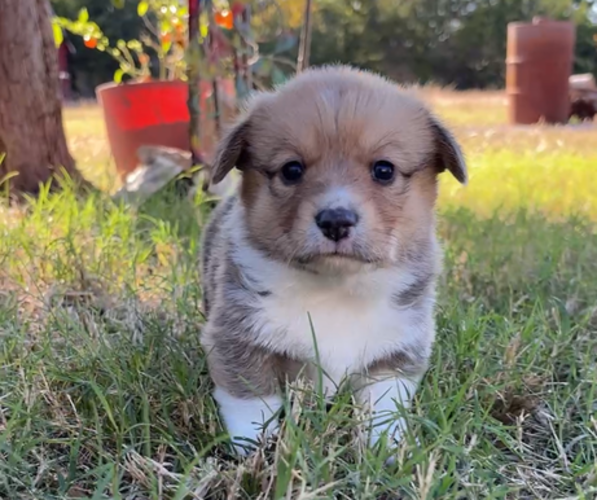 Medium Photo #6  Breeder Profile in MIDLOTHIAN, TX, USA