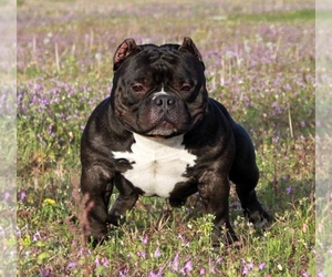 American Bully-French Bulldog Mix Dog Breeder near GREENSBORO, NC, USA