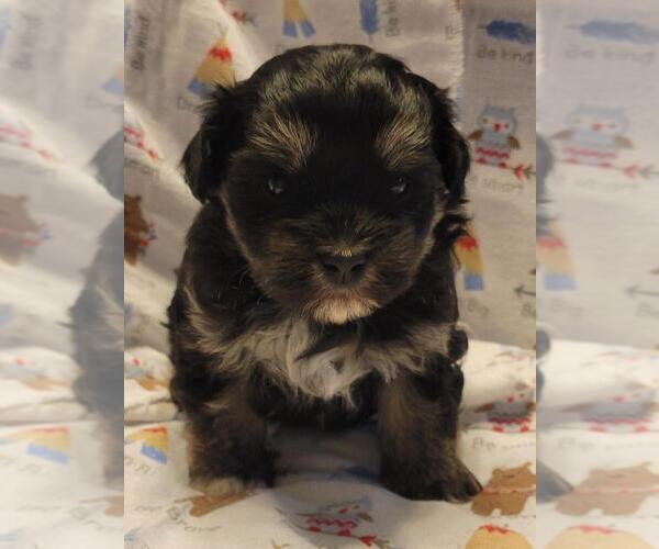 Medium Photo #2  Breeder Profile in BROOKFIELD, MO, USA