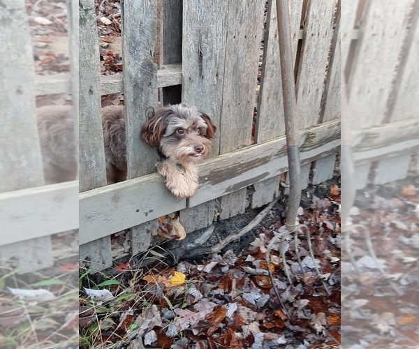 Medium Photo #3  Breeder Profile in DAYTON, PA, USA