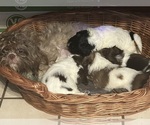 Small breeder photo