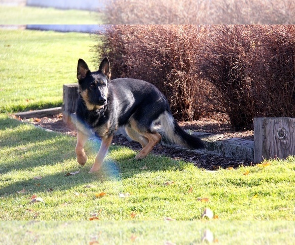 Medium Photo #1  Breeder Profile in EAGLE, ID, USA