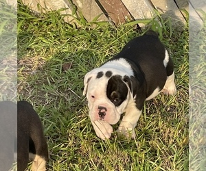 Main photo of Bulldog Dog Breeder near CHIPLEY, FL, USA