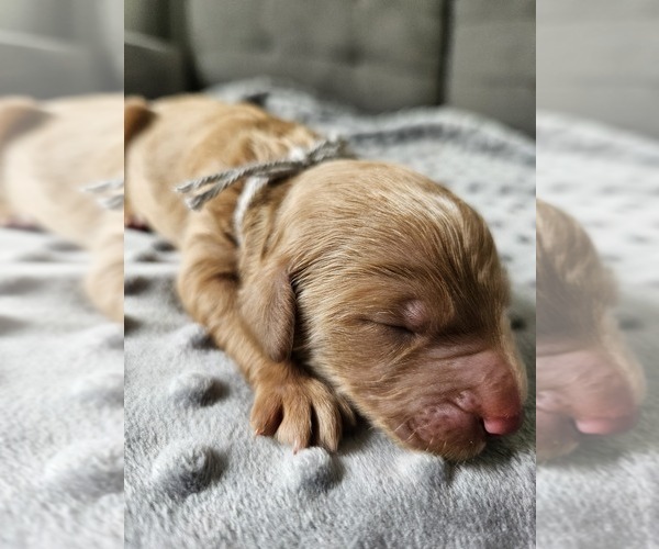 Medium Photo #7  Breeder Profile in INDIANAPOLIS, IN, USA