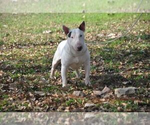 Staffordshire Bull Terrier Dog Breeder near ROMA, TX, USA