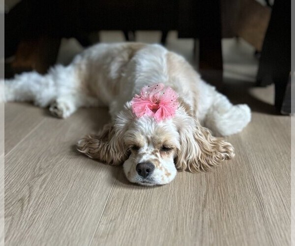 Medium Photo #67  Breeder Profile in Aylmer, Ontario, Canada