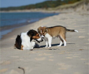 English Shepherd Dog Breeder near PARIS, MI, USA