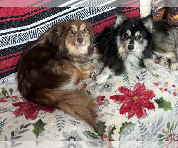 Medium Photo #12  Breeder Profile in ROYSE CITY, TX, USA