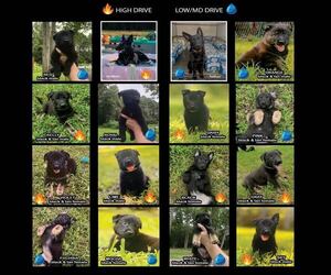 German Shepherd Dog Dog Breeder near WEST POINT, VA, USA