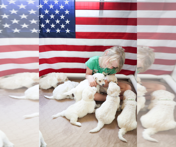 Medium Photo #1  Breeder Profile in STOCKTON, CA, USA