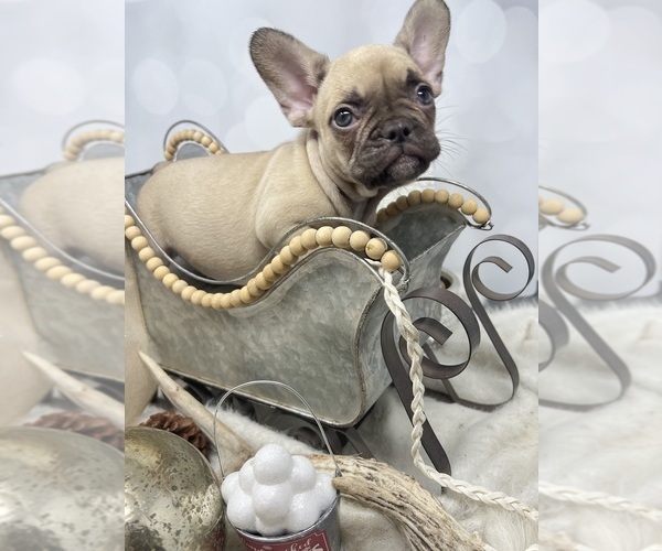 Medium Photo #16  Breeder Profile in PENN VALLEY, CA, USA