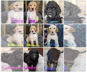 Irish Doodle Dog Breeder near HUMESTON, IA, USA