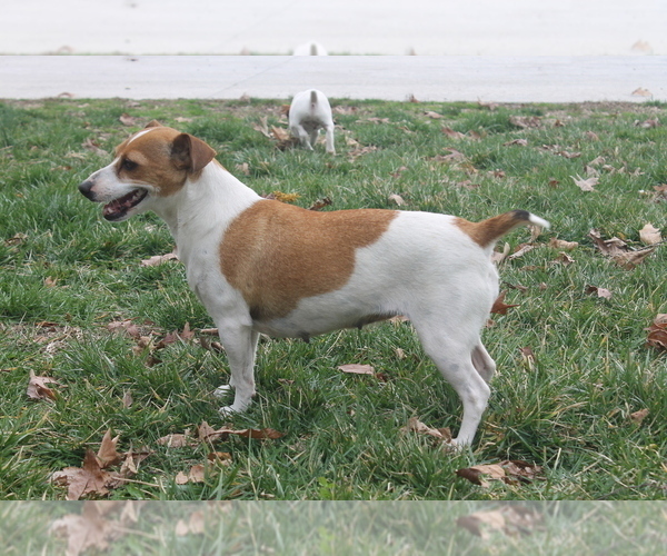 View Breeder Profile Jack Russell Terrier Dog Breeder near Kentucky