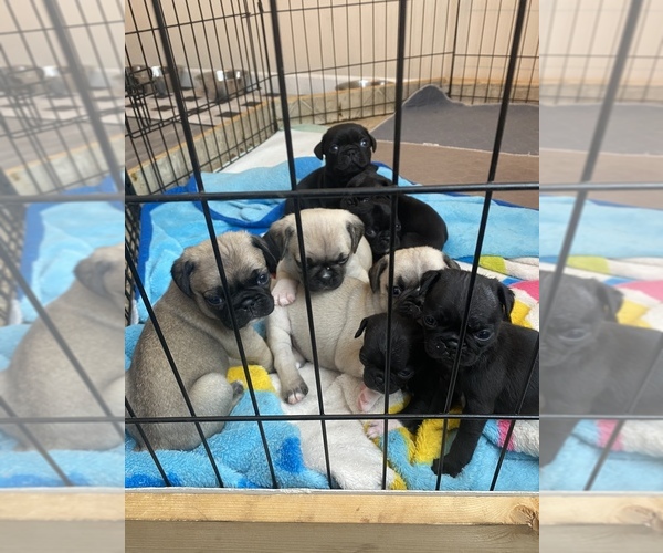 Medium Photo #1  Breeder Profile in BLOOMING GROVE, PA, USA