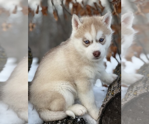 Medium Photo #54  Breeder Profile in STAPLES, MN, USA