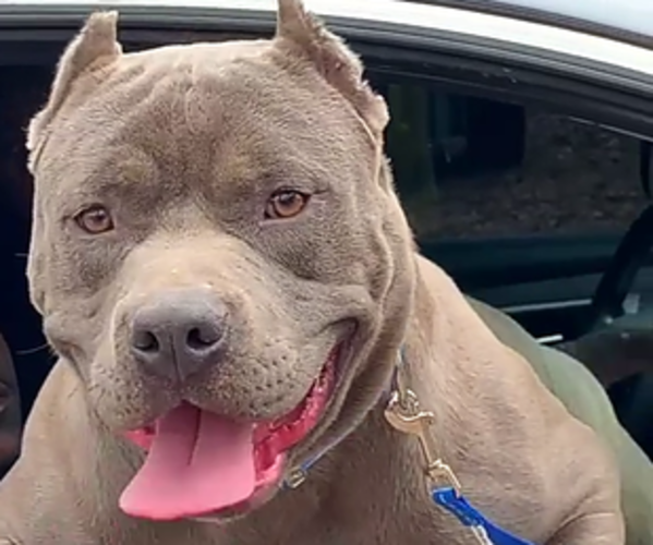 Medium Photo #1  Breeder Profile in MEMPHIS, TN, USA