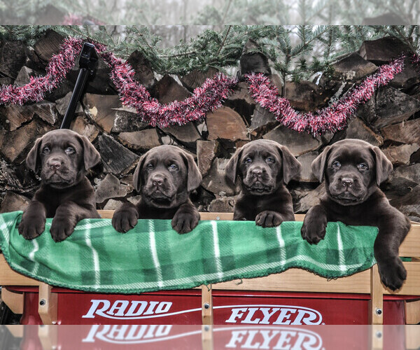 Medium Photo #1  Breeder Profile in BROGUE, PA, USA