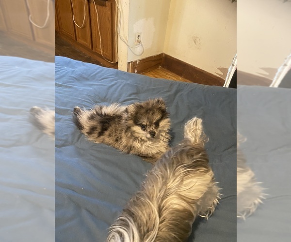 Medium Photo #20  Breeder Profile in CAULFIELD, MO, USA