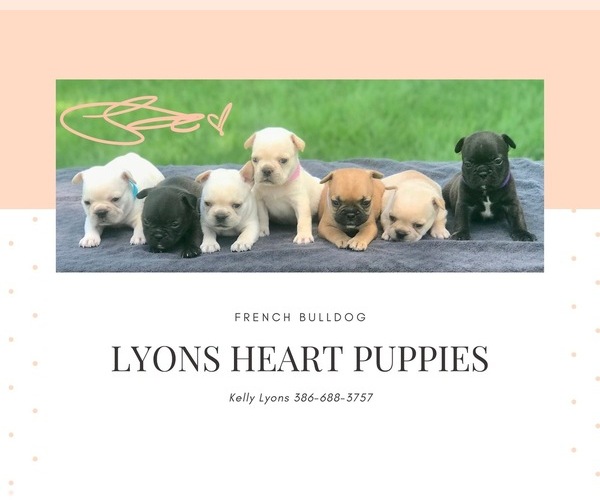 Medium Photo #1  Breeder Profile in MAYO, FL, USA