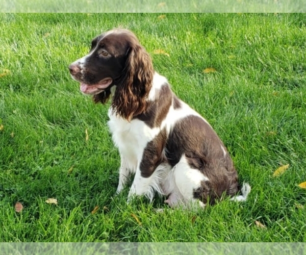 Medium Photo #4  Breeder Profile in WOOSTER, OH, USA