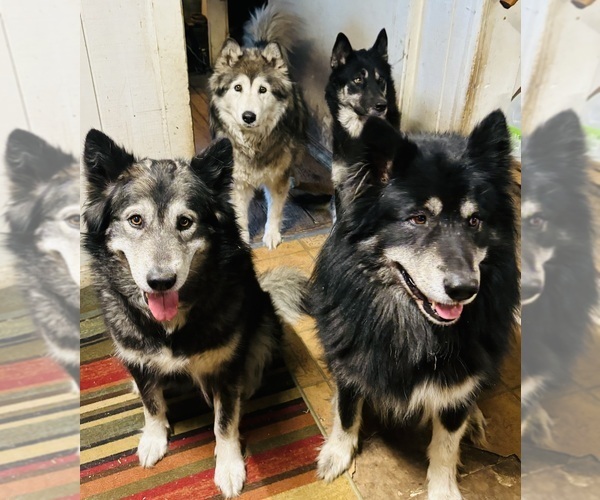Medium Photo #1  Breeder Profile in CANASTOTA, NY, USA