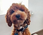 Small #1 Breeder Profile image