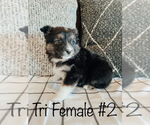 Small Photo #6  Breeder Profile in LEBANON, MO, USA