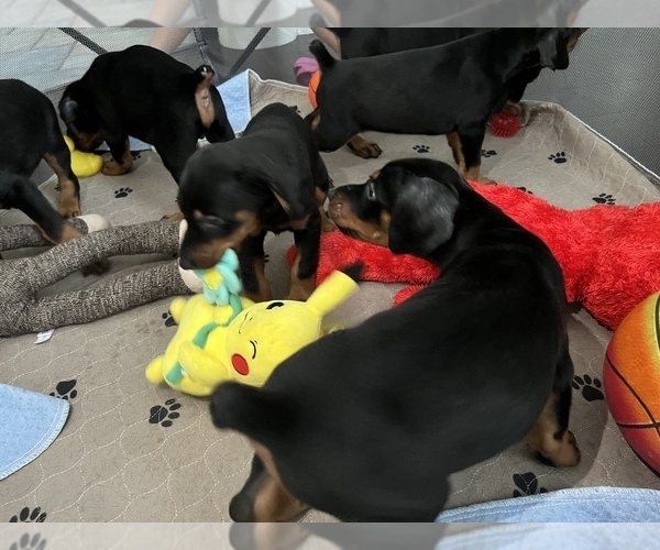 Medium Photo #1  Breeder Profile in LAS VEGAS, NV, USA