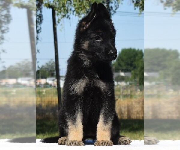 Medium Photo #4  Breeder Profile in SNOHOMISH, WA, USA