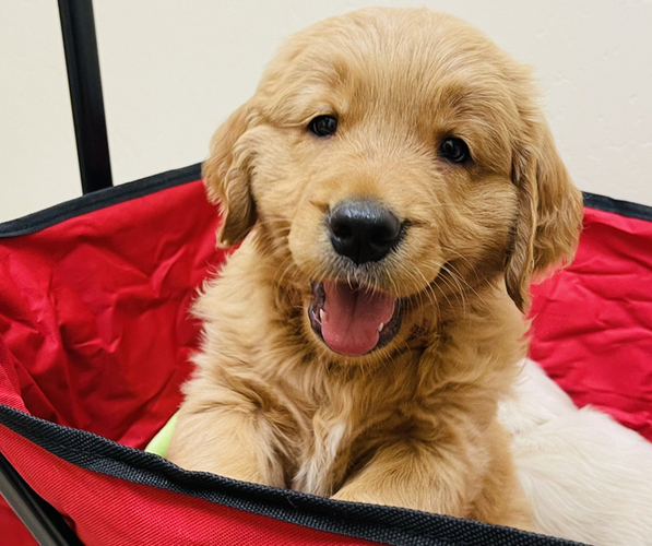 Medium Photo #1  Breeder Profile in BAKERSFIELD, CA, USA
