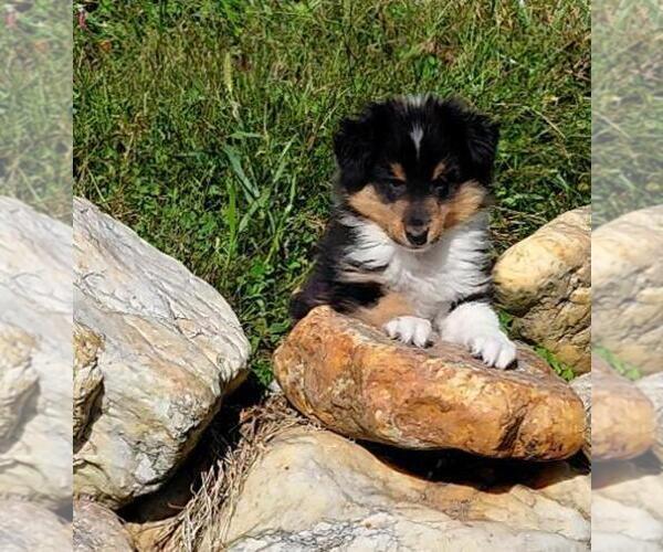 Medium Photo #1  Breeder Profile in WARNE, NC, USA