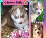 Small Photo #4  Breeder Profile in WORTHINGTON, KY, USA