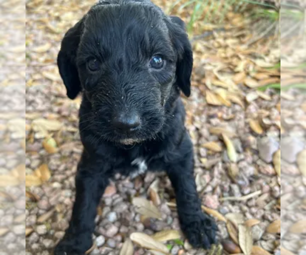 Medium Photo #12  Breeder Profile in GILBERT, AZ, USA
