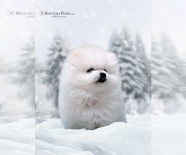 Medium Photo #18  Breeder Profile in CHARLOTTE, NC, USA