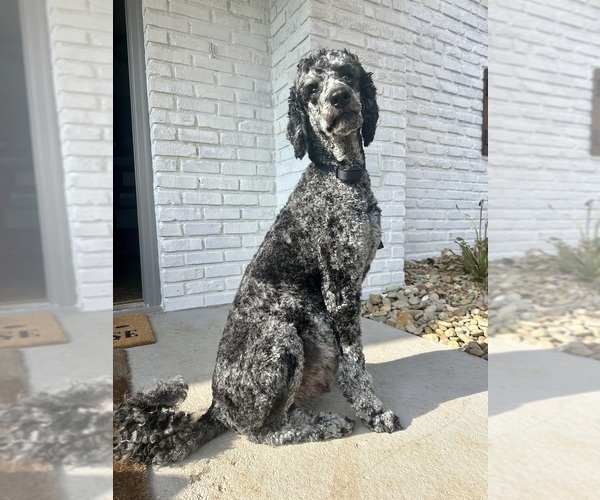 Medium Photo #18  Breeder Profile in POWELL, TN, USA