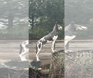 Great Dane Dog Breeder near LITCHFIELD, NH, US