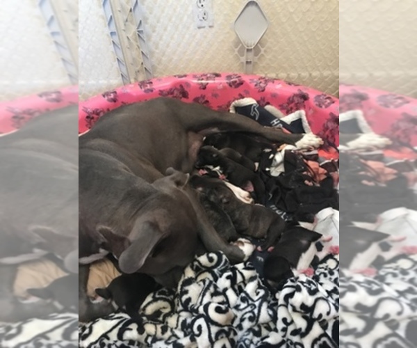 Medium Photo #1  Breeder Profile in ELK GROVE, CA, USA