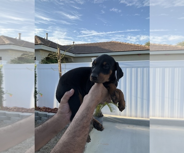 Medium Photo #6  Breeder Profile in HIGHLAND, CA, USA