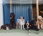 Small Photo #1  Breeder Profile in DRIPPING SPGS, TX, USA