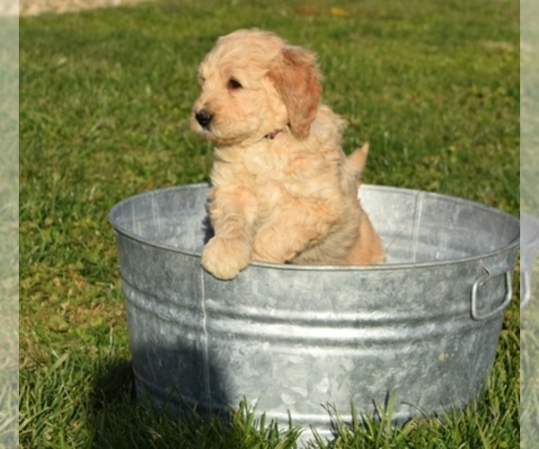 Medium Photo #1  Breeder Profile in SUMMERSVILLE, KY, USA